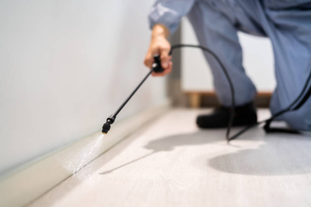 Certified termite inspector examining foundation in Denver